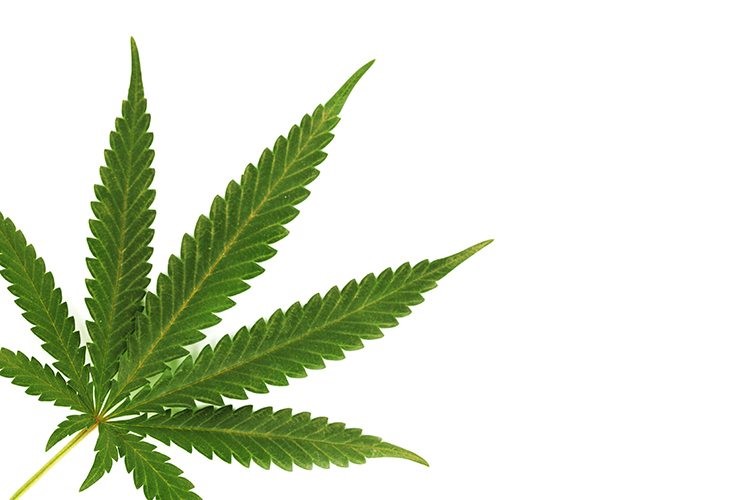 CBD Oil Hemp Perry Heights Dallas 
      TX